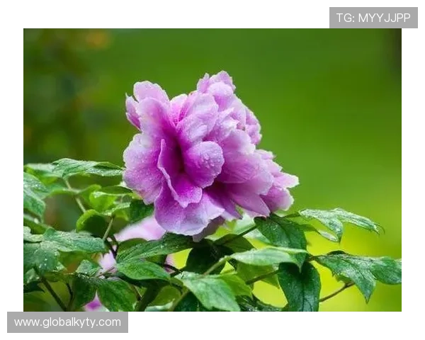 开运登录让你轻松掌握提升运势的秘密，开启幸福生活的钥匙